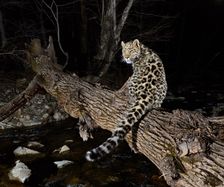 9 Month old Kitten Namur Leopard N Zinoviev